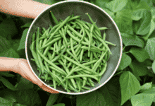 שעועית ירוקה – מתכון קל וטעים